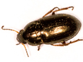 Amara tibialis